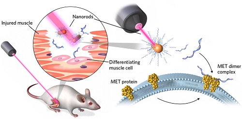 Optogenetics Actuators & Sensors Market