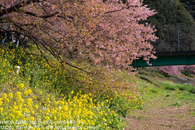 【河津桜2024】春の訪れを感じる、菜の花と河津桜のピンクが映える南伊豆町、みなみの桜と菜の花まつりを訪ねました
