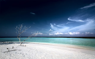 dead tree beach (6)