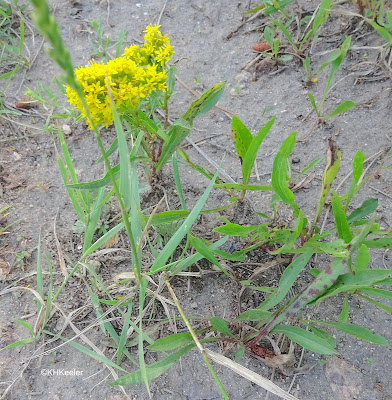 goldenrod, Solidago