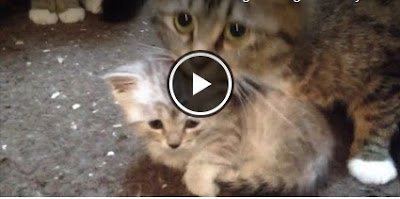 CAT MOM PROTECTS HER PRECIOUS LITTLE BABY, BUT WATCH WHAT SHE DOES… AWWWW!!