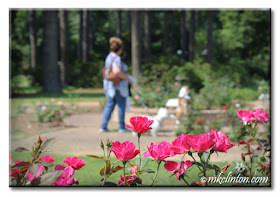 Walking at the American Rose Center with Westie and Basset Hound
