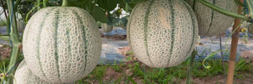 How To Grow Melons