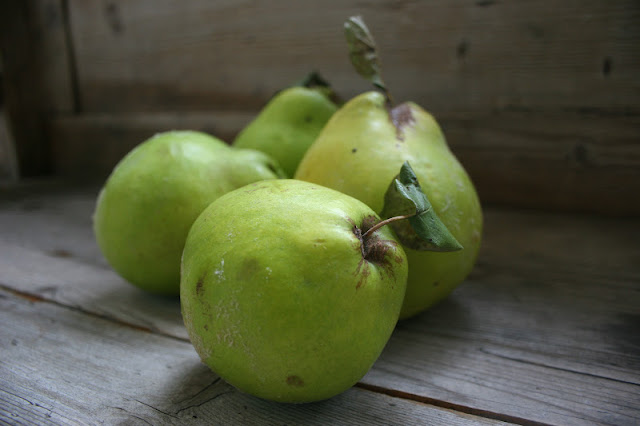 Quince fruit