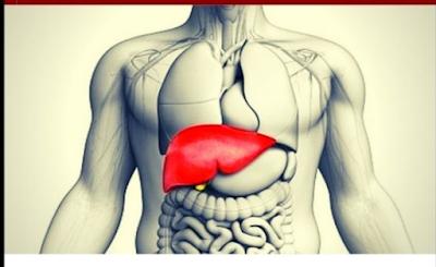 ourhealth-ourwealth.blogspot.com-liver function