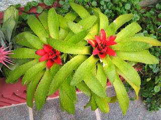 tanaman hias bromelia