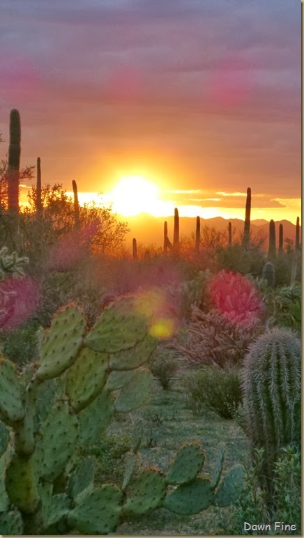 Saguaro NP West_118