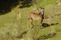 caballo maldito