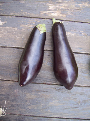 Aubergines de mon jardin