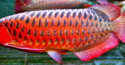  Arwana Super Red  Akuarium Ikan Hias