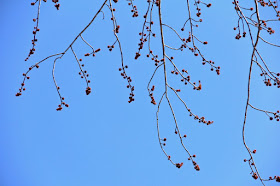 red maple bud burst (finally)