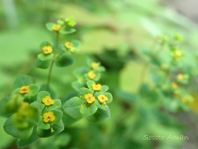 Euphorbia lasiocaula