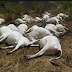 POISONED TRADE ANIMALS AT MANDATE CATTLE MARKET IN KWARA STATE ..... Agriculture and Food Security Ministry Alerts Public 