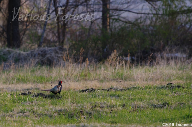 Pheasant 