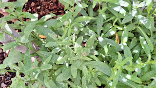 Margarita mayor (Leucanthemum vulgare Lam. sin. Chrysanthemum leucanthemum L.).