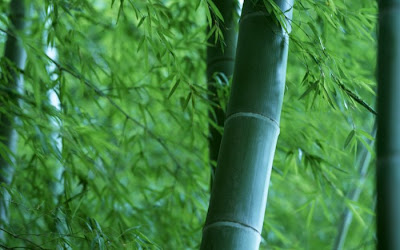 bamboo tree