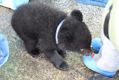 秋田　観光　くまくま園　子供　喜ぶ　家族連れ　ファミリー　動物園