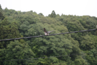 雨の中ツバメが巣立つ