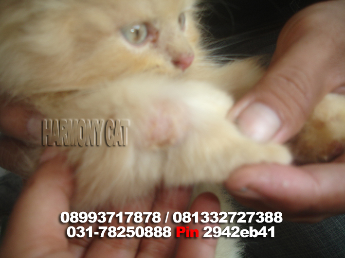 Hamster Dan Kucing Persia Murah Surabaya: DI JUAL KUCING JANTAN CREAM 2