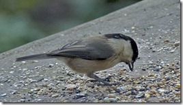 MARSH TIT