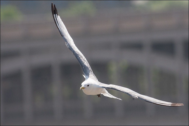 Tyne Bridge Kittiwakes