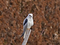 White-tailed Kite