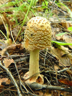 Amanite rougissante d'Amérique - Amanita amerirubescens 