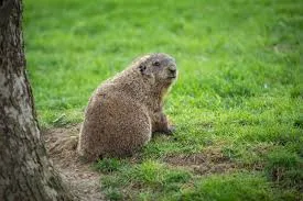 Groundhog in Nature