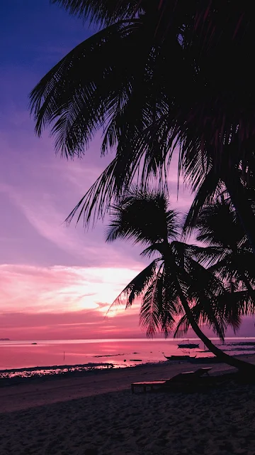 Pink Sunset, Palm Trees, Beach, Tropics