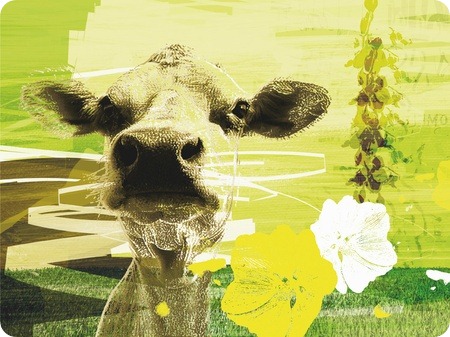 Homeless Cow digitalt bilde, av -HAPPY HOME WALL- 2800kr