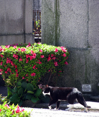 Gato andando por uma alameda de cemitério