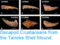 http://sciencythoughts.blogspot.com/2016/05/decapod-crustaceans-from-tarioba-shell.html