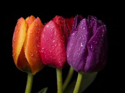 foto de tulipanes coloridos