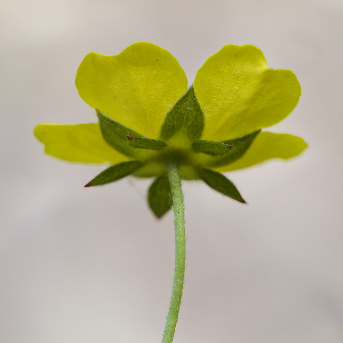 Potentilla reptans