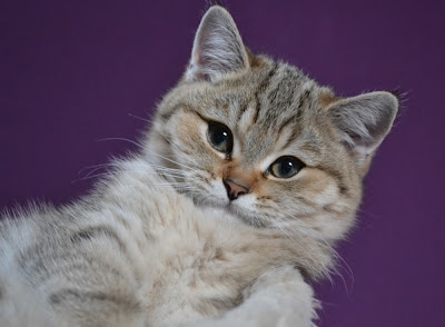 SI*Silverbuttons Can - Golden spotted tabby British shorthair cat (BRI ny 24)