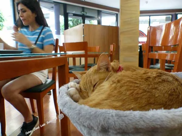 Gatuccino café con gatos, Las Palmas de Gran Canaria