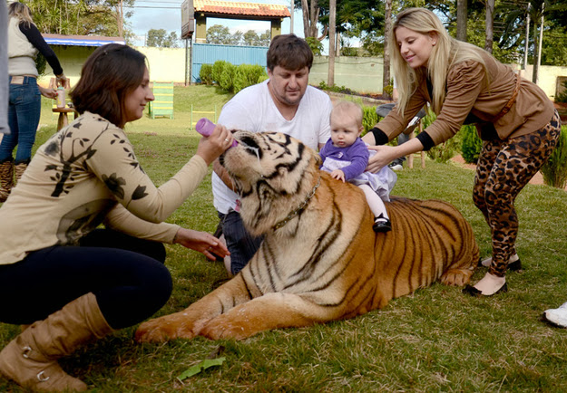 Brazilian Family Lives with 7 Tigers