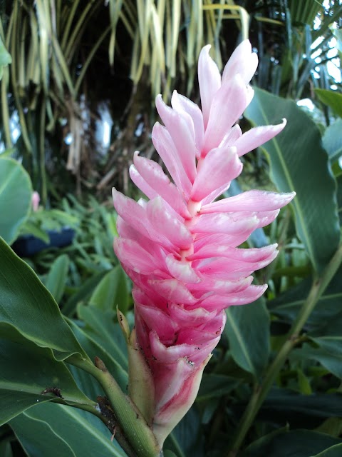 Info Baru Pink Ginger Plant