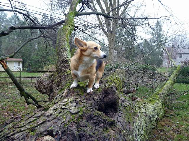 welsh corgi standing on fallen tree