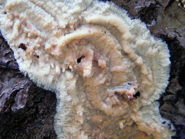 Phlebia rufa