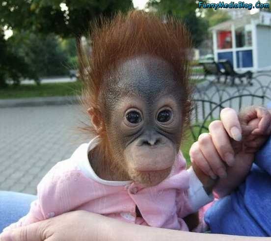 Photo for funny baby monkey