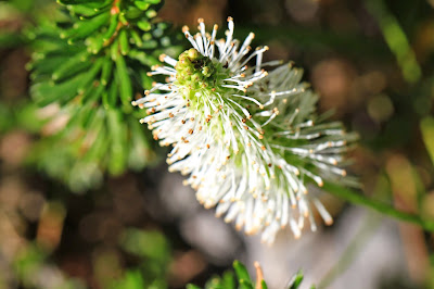 Sanguisorba stipulata (Canadian Burnet, Sitka Burnet) Below Weeden Lake