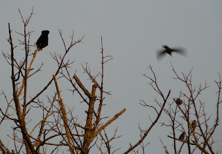 crow and starlings