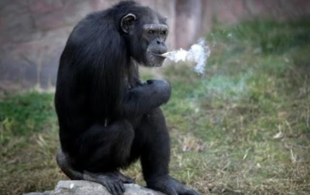 Unik, Simpanse di Korea Utara Ini Hoby Merokok