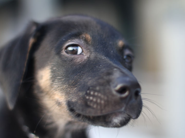 Cute Puppy Dogs: Cute german shepherd mix puppies