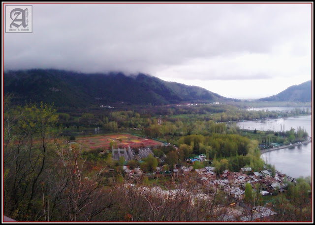 View from top. Tulip Garden - Kashmir from Taj Vivanta Srinagar.