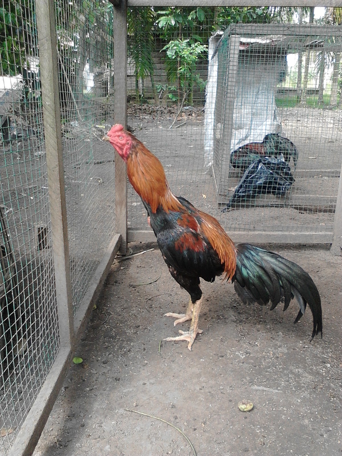 Kandang Umbaran Ayam  Bangkok Aduan  Terbaik Tilunk Com