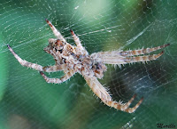 Araña orbitela de las chumberas(Cyrtophora citricola).