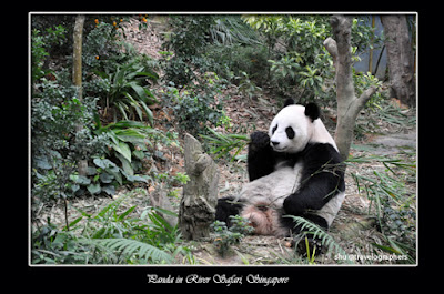 panda, giant panda, giant panda conservation center, giant panda forest, panda river safari singapore zoo, panda zoo negara malaysia, panda chiangmai zoo thailand, panda wwf