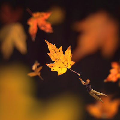 how to photograph fall foliage